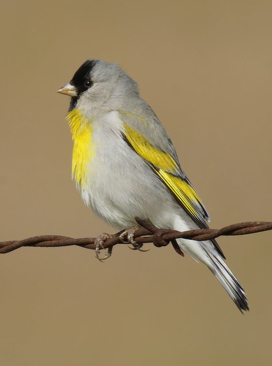 Lawrence's Goldfinch - ML649359707