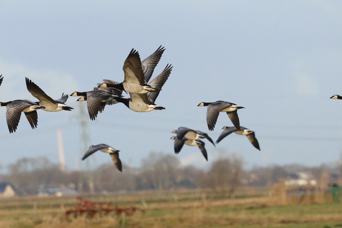Barnacle Goose - ML649359711