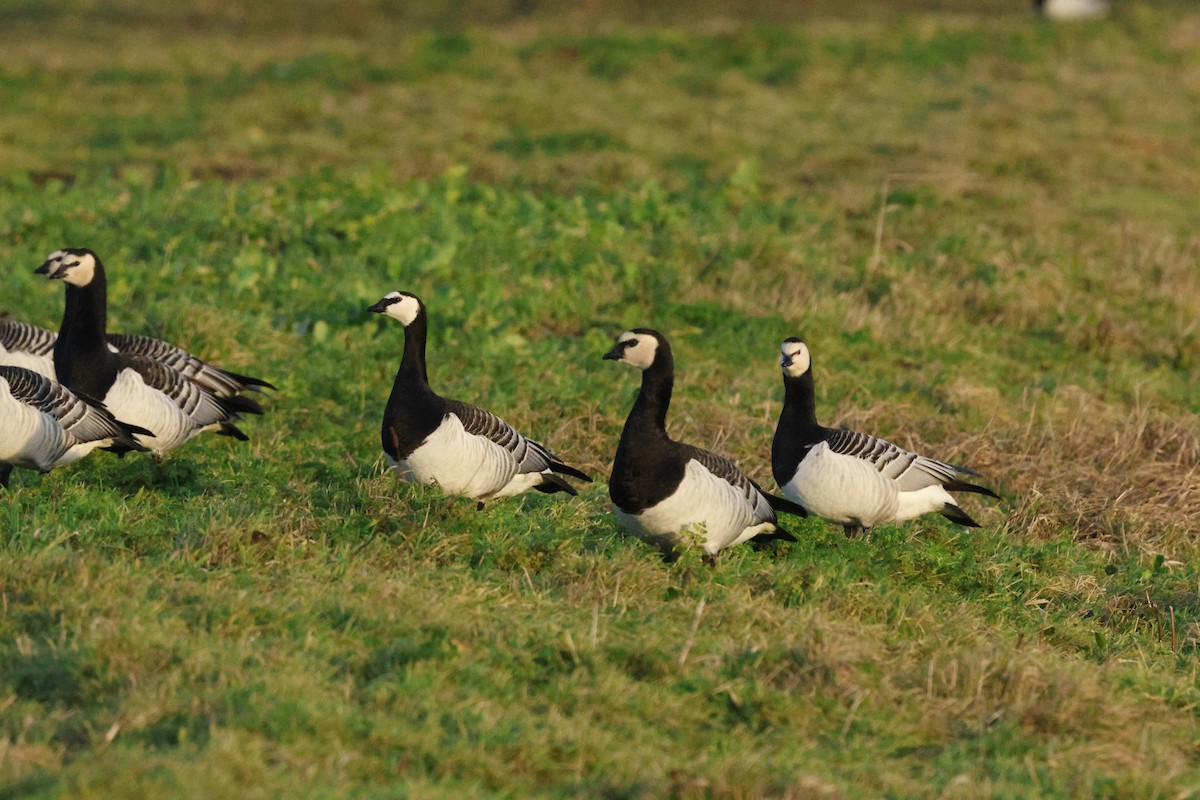 Barnacle Goose - ML649359742