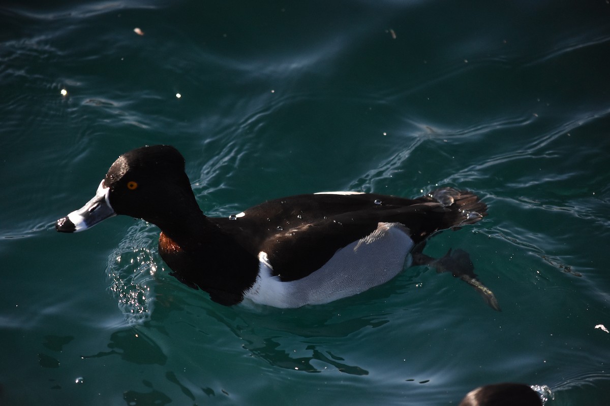Ring-necked Duck - ML649359775