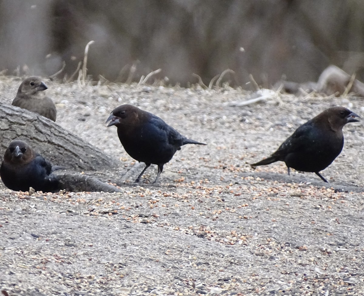 Brown-headed Cowbird - ML649359790