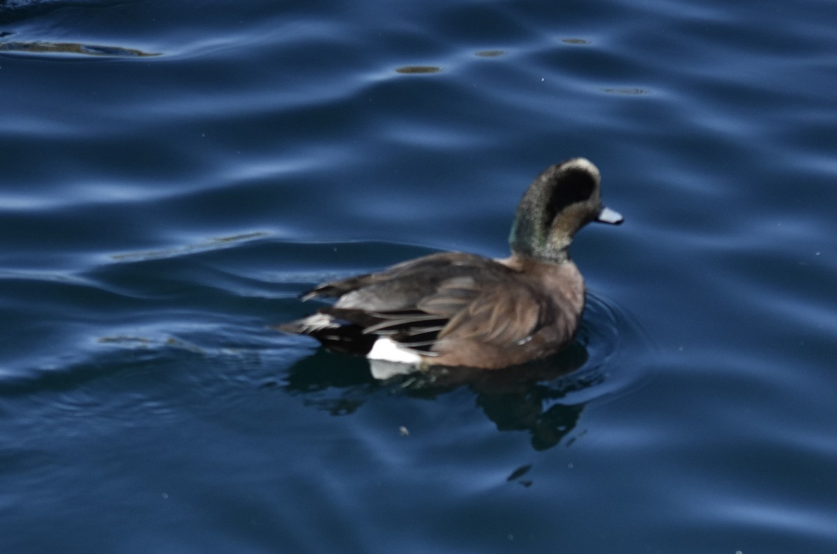 American Wigeon - ML649359864