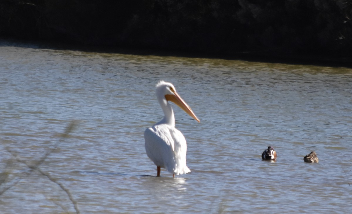 American White Pelican - ML649359888