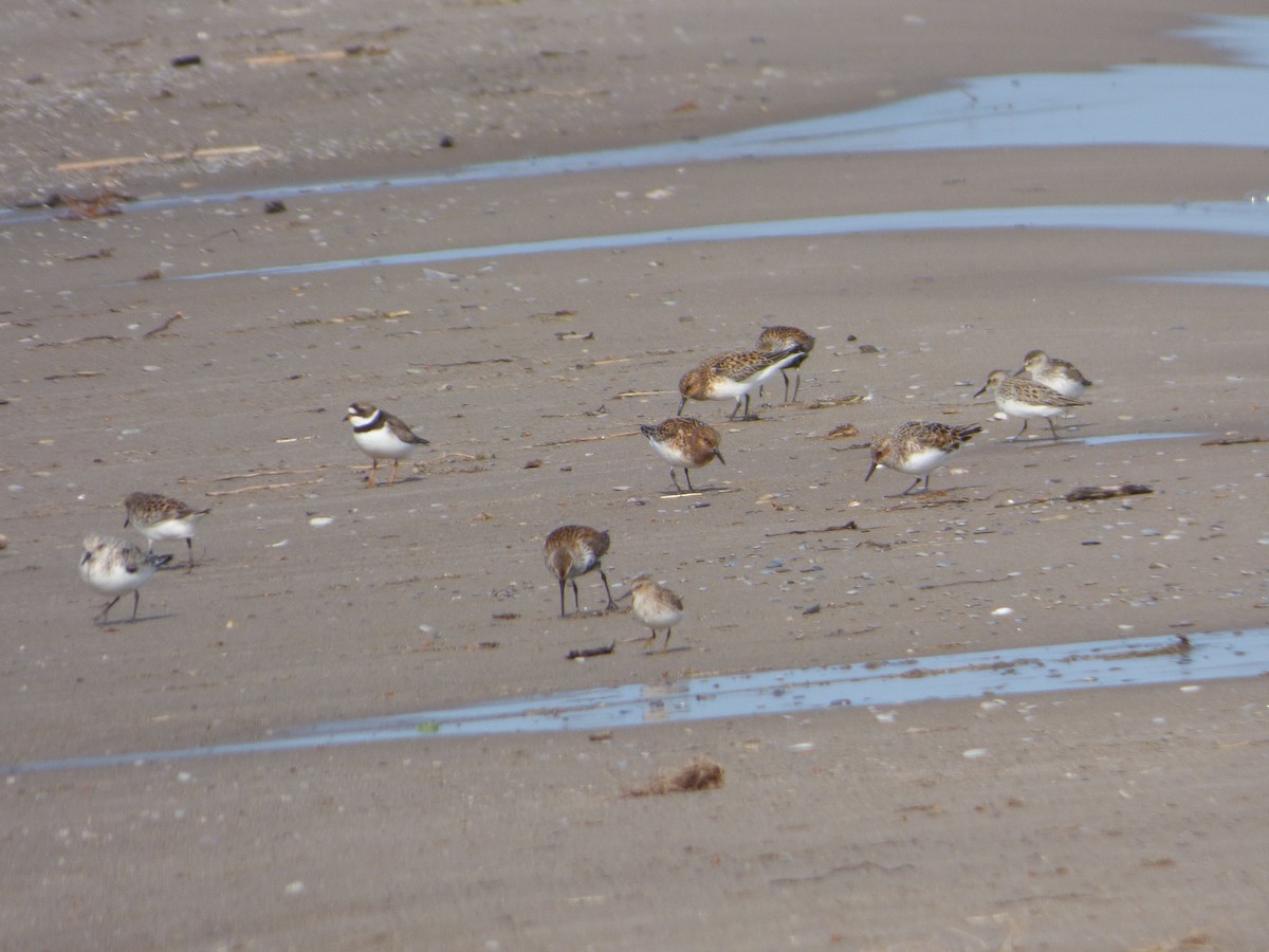 Bécasseau sanderling - ML64936011