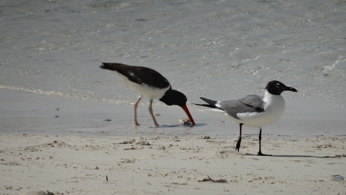 Gabbiano sghignazzante - ML649360168