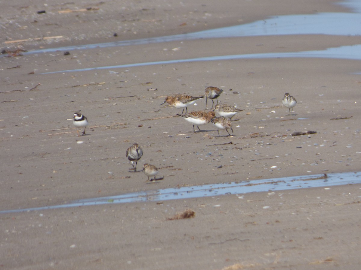 Bécasseau sanderling - ML64936021