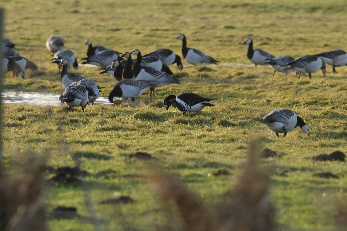 Red-breasted Goose - ML649360431