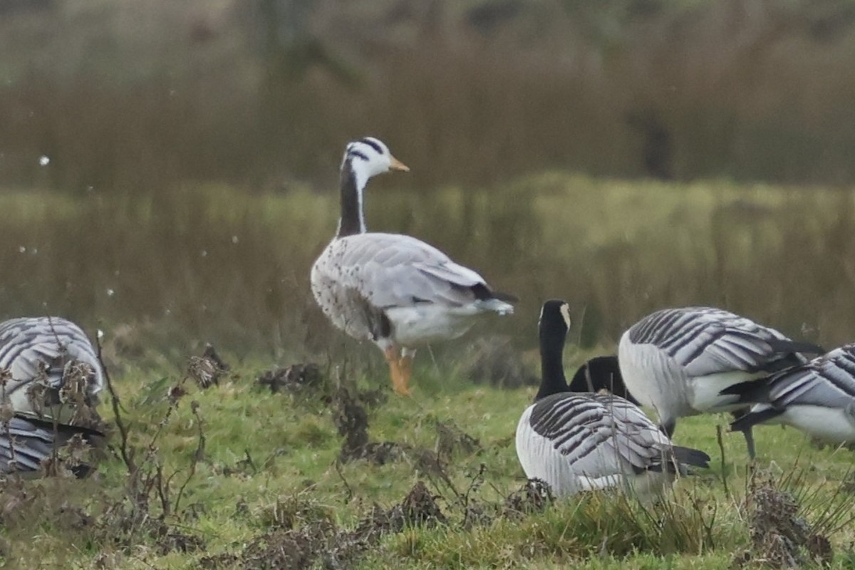 Bar-headed Goose - ML649360446