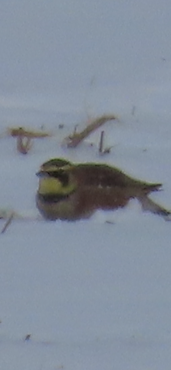 צחיחנית חרמון - ML649360461