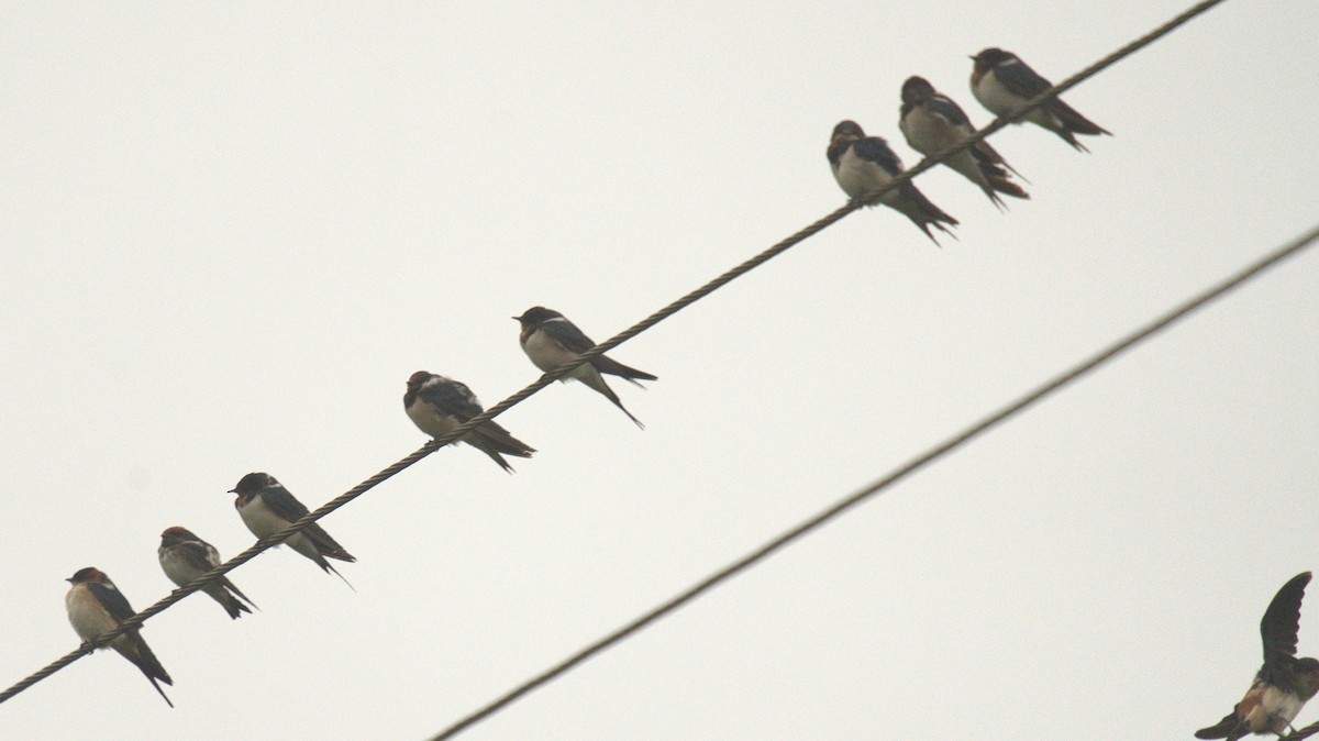 låvesvale - ML649360491