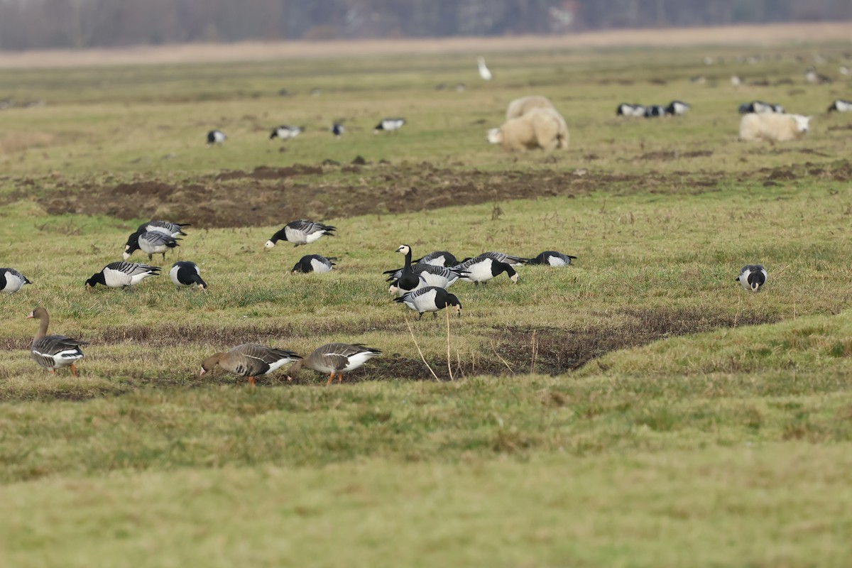 Barnacle Goose - ML649360538