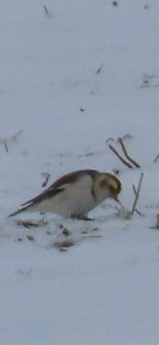 גיבתון שלג - ML649360557