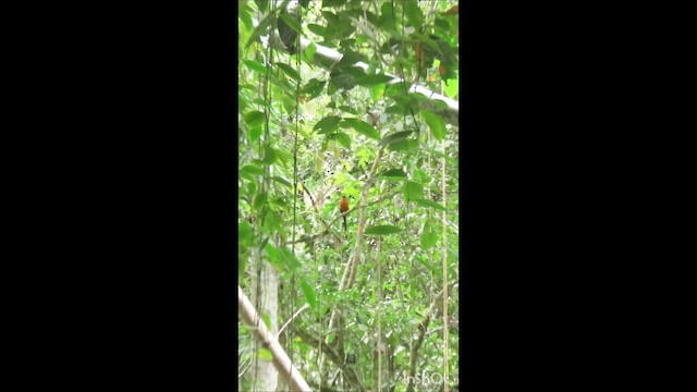 Rufous Motmot - ML649360689