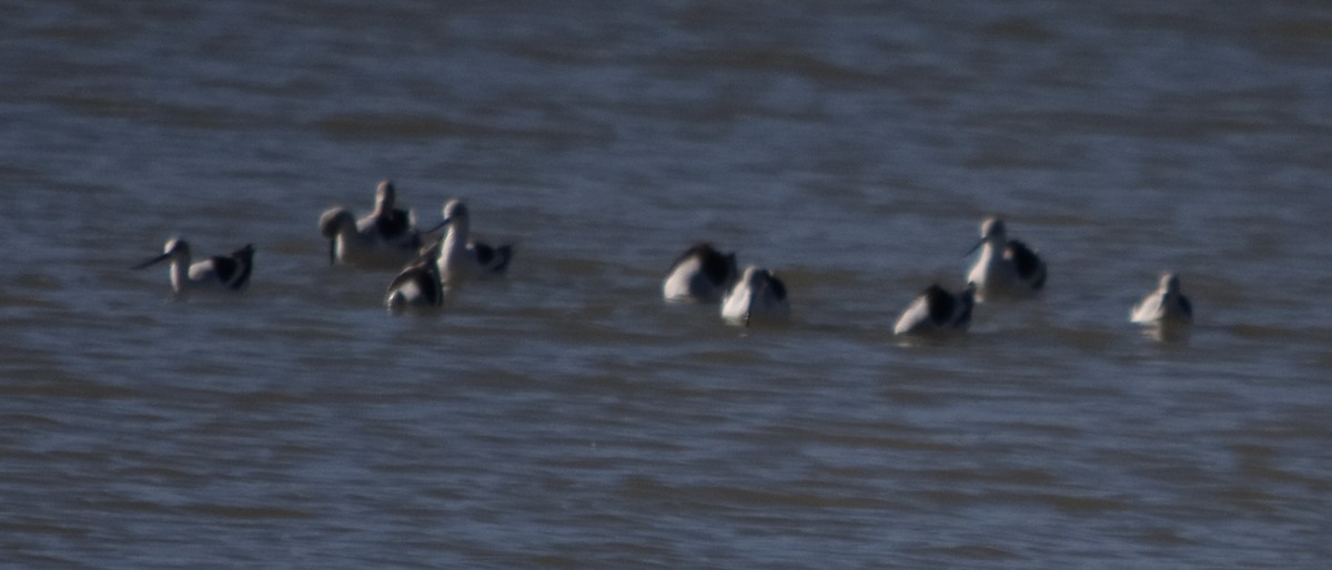 American Avocet - ML649360747