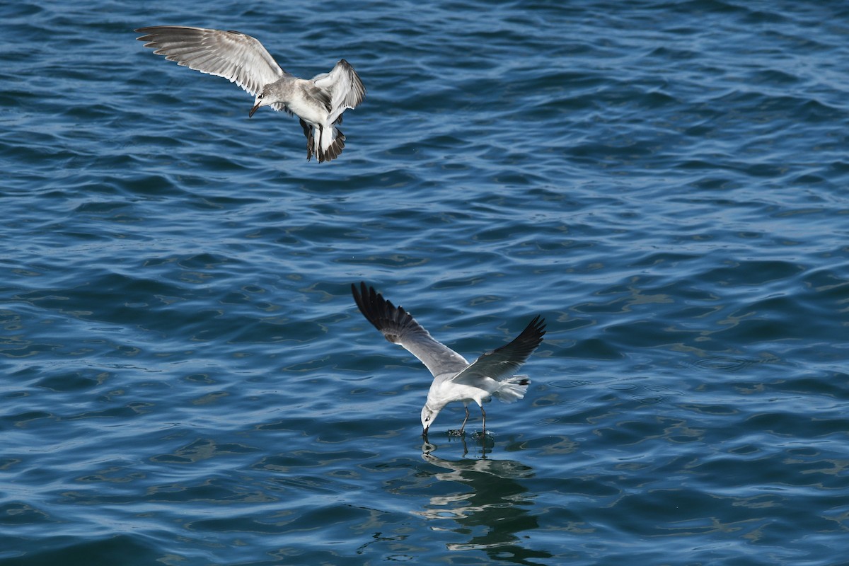 Gabbiano sghignazzante - ML649361600