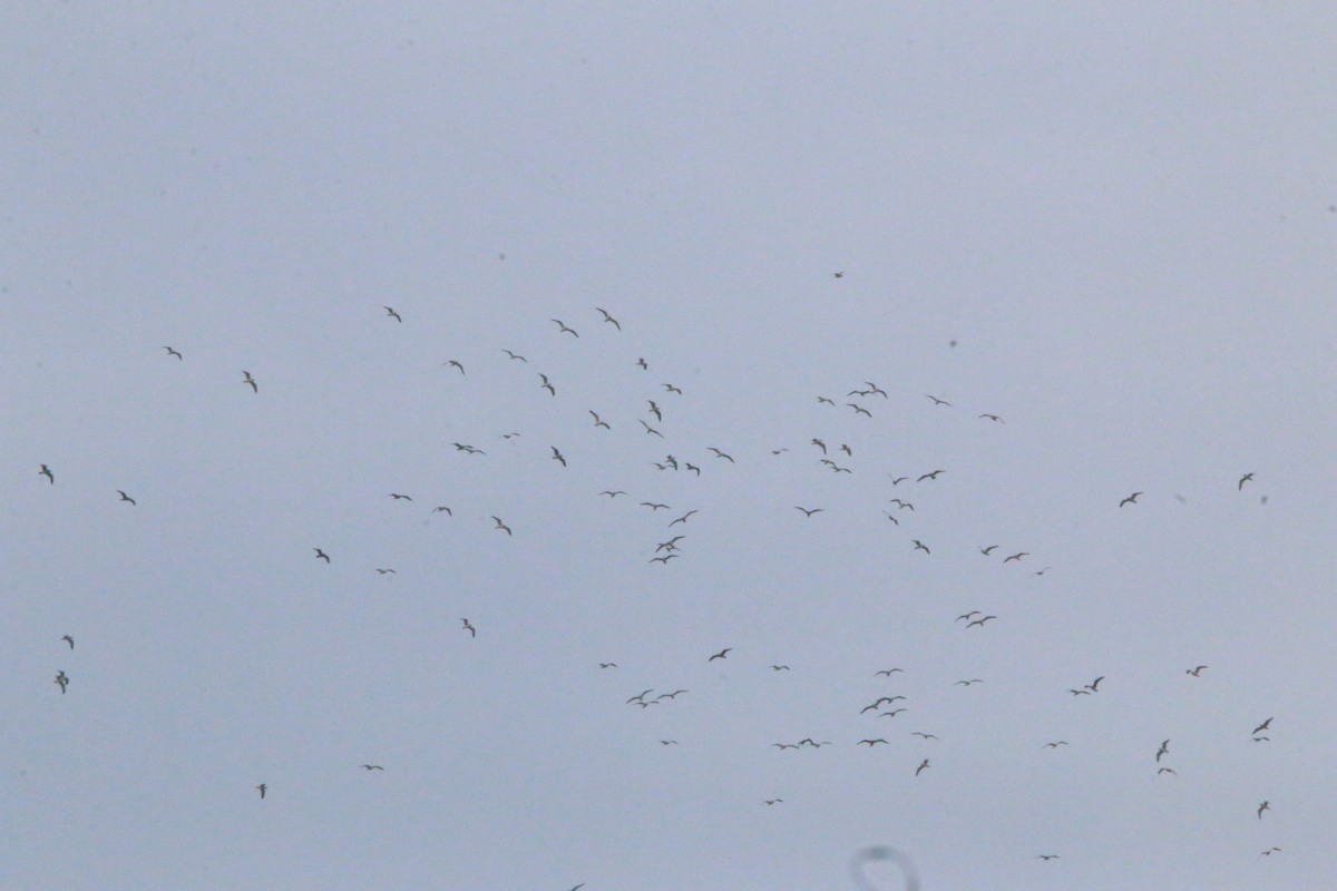 カモメ亜科 - ML649361683