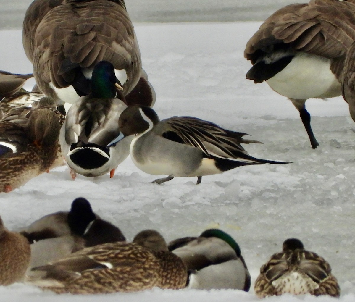 ברווז חד-זנב - ML649361943