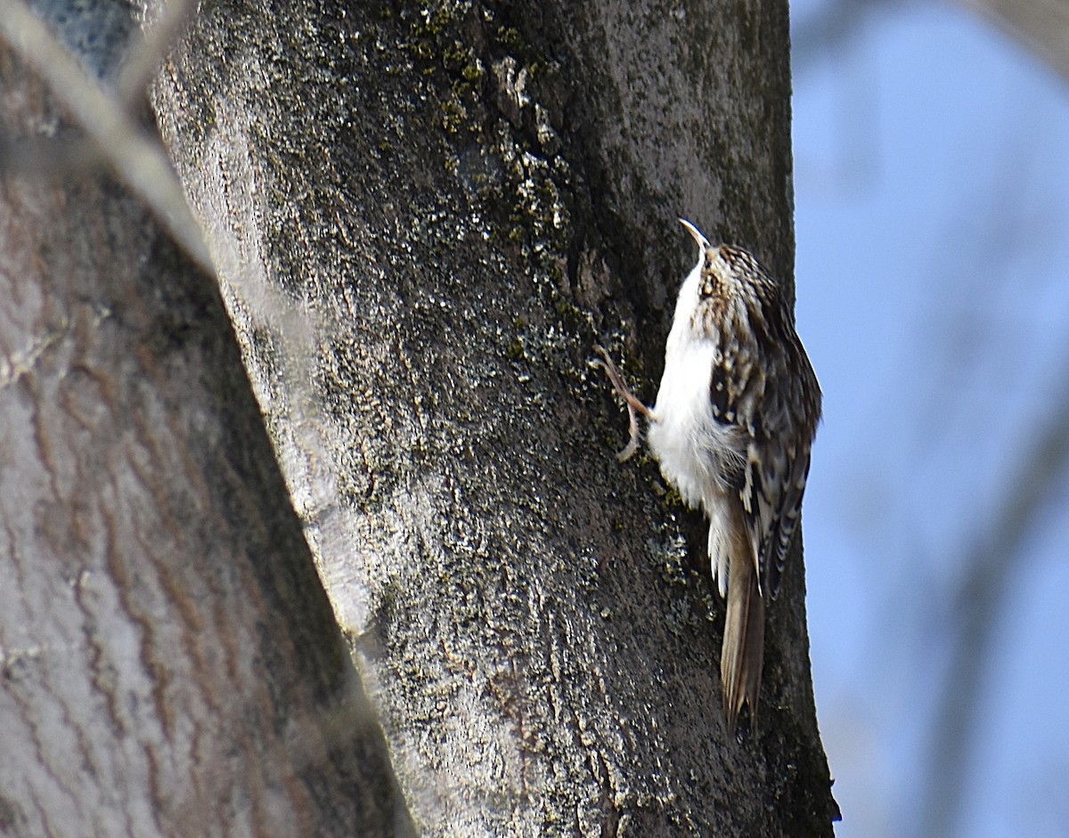 Amerikabaumläufer - ML649362089