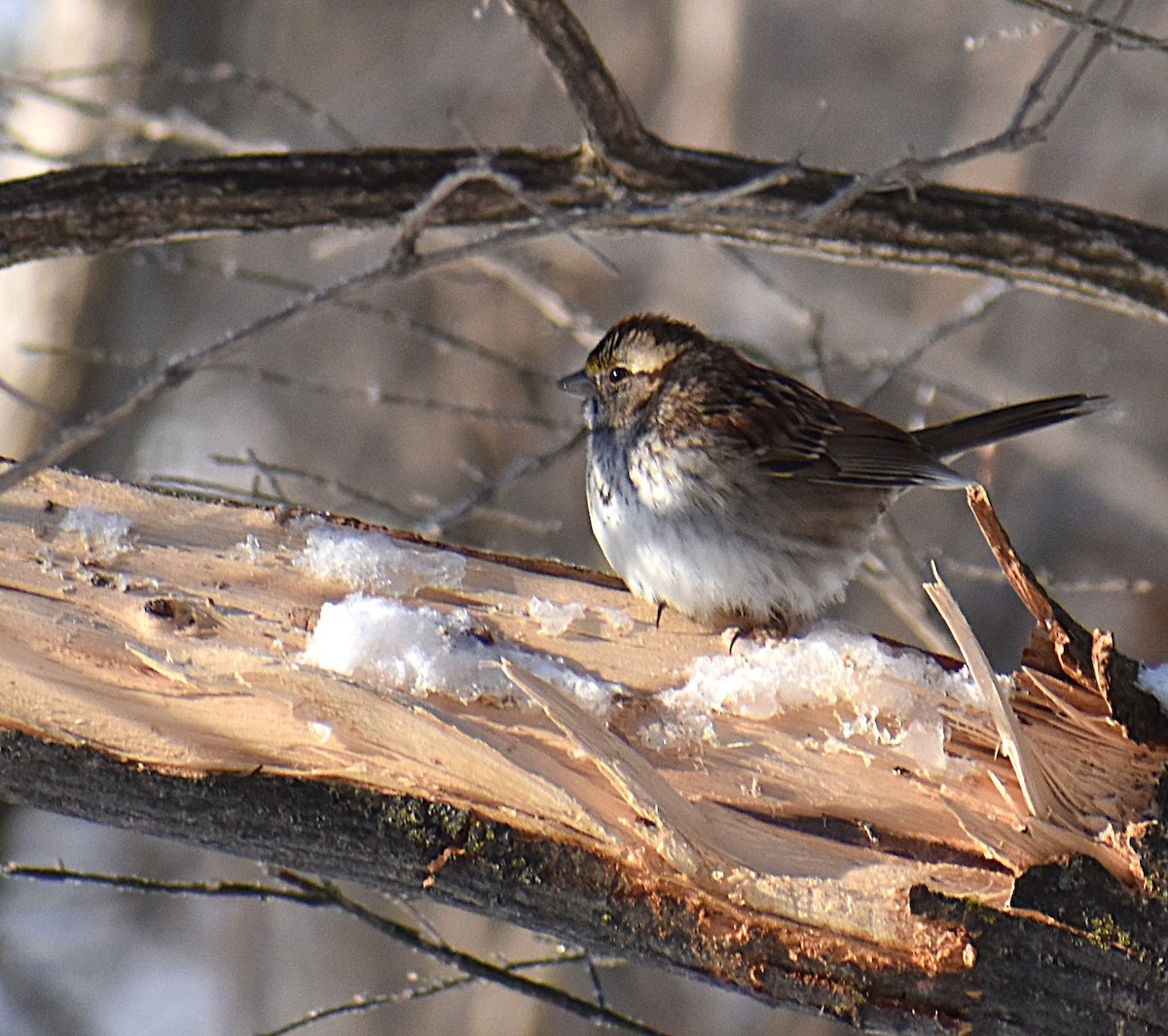 Weißkehlammer - ML649362110