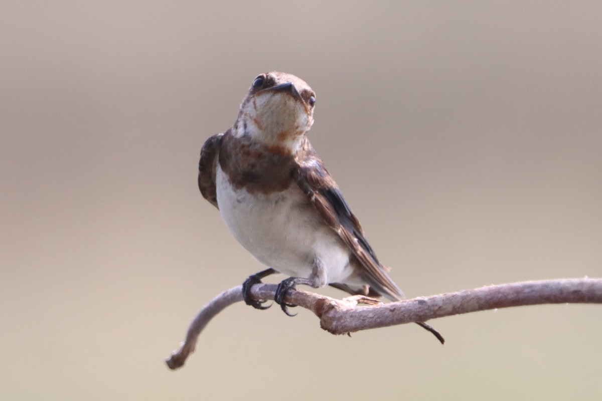 låvesvale - ML649362111