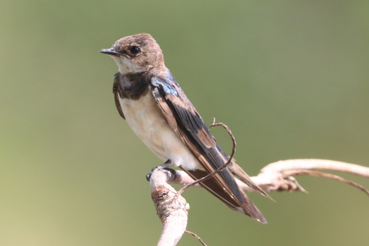 låvesvale - ML649362112