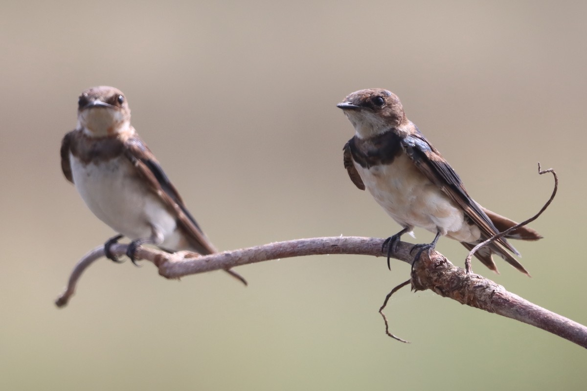 låvesvale - ML649362113