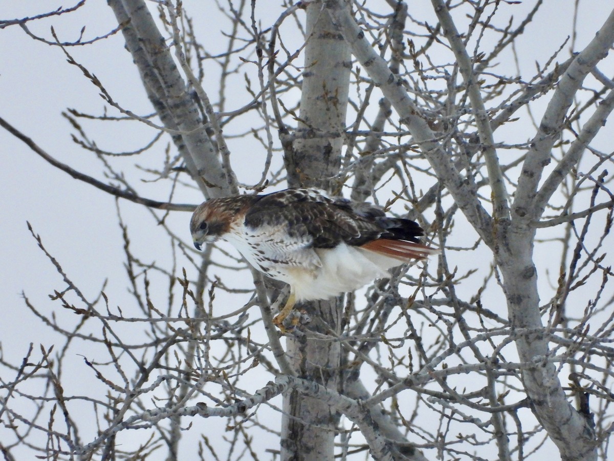 Red-tailed Hawk - ML649362148