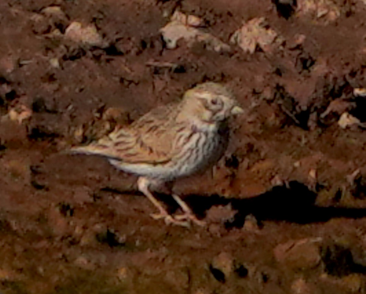 Жайворонок сірий - ML649362160