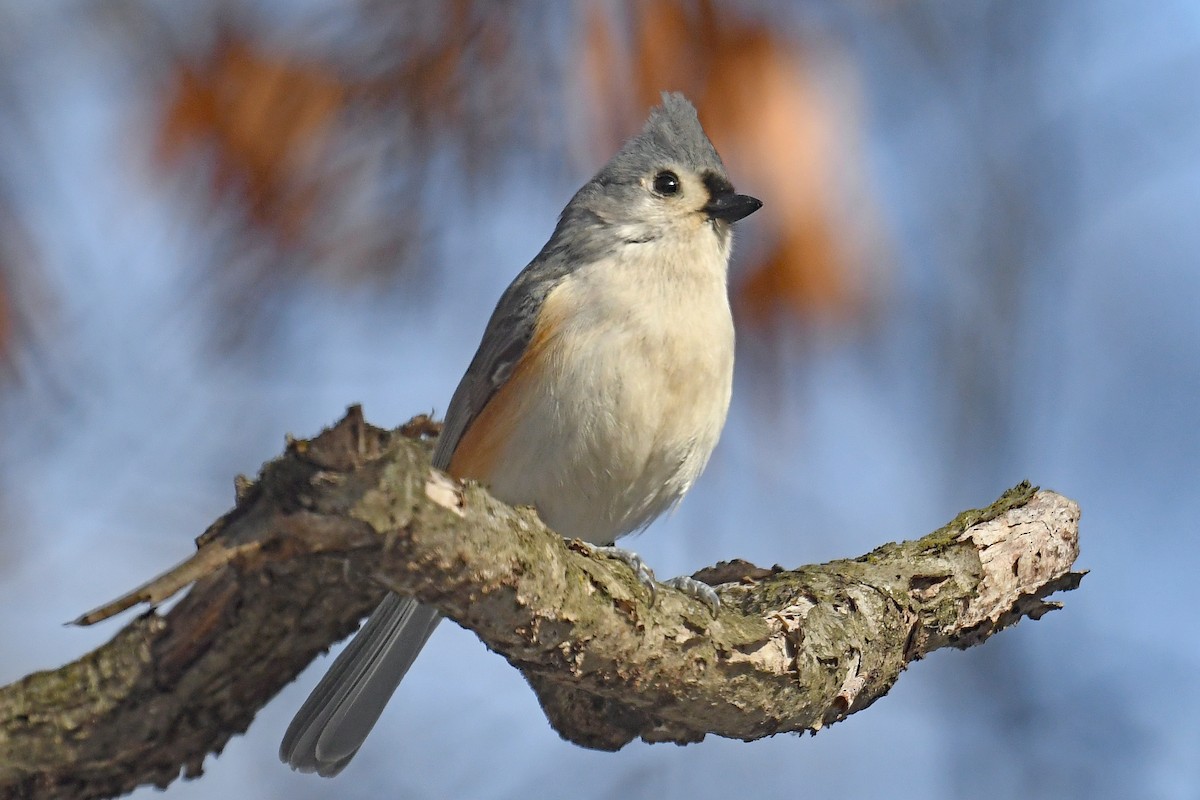 Tufted Titmouse - ML649362161