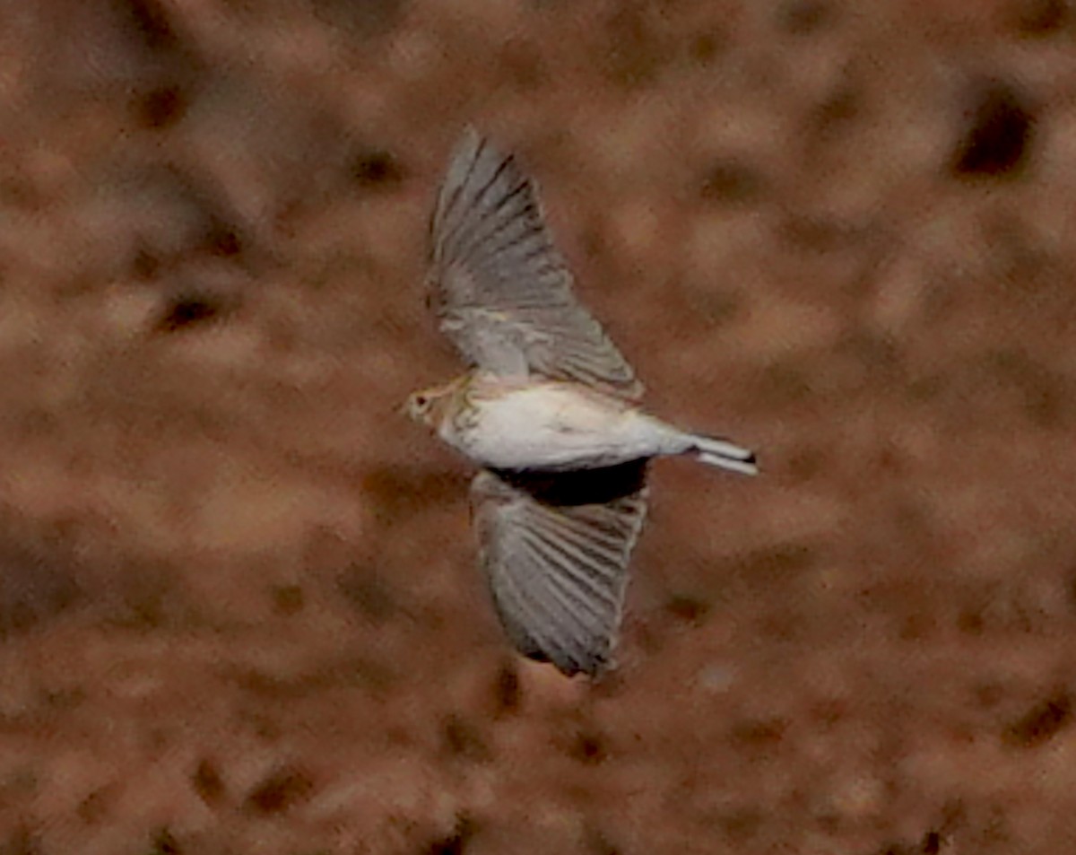 Жайворонок сірий - ML649362182