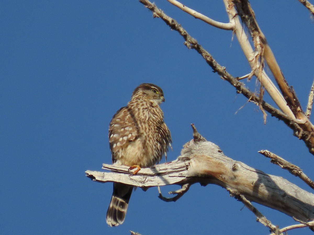 灰背隼(columbarius) - ML649362270