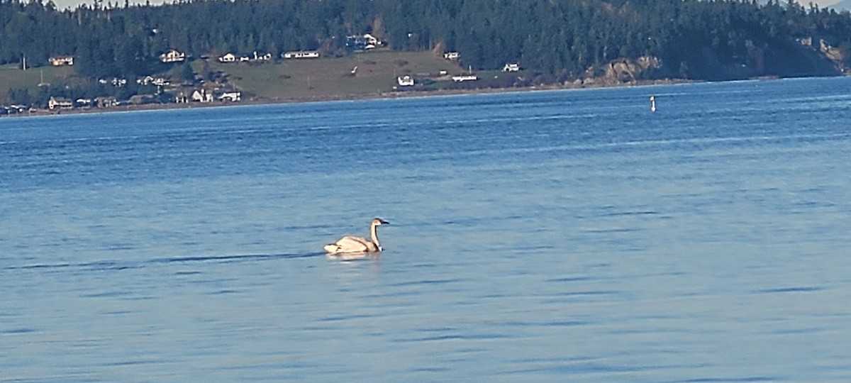 Лебідь-трубач - ML649362566