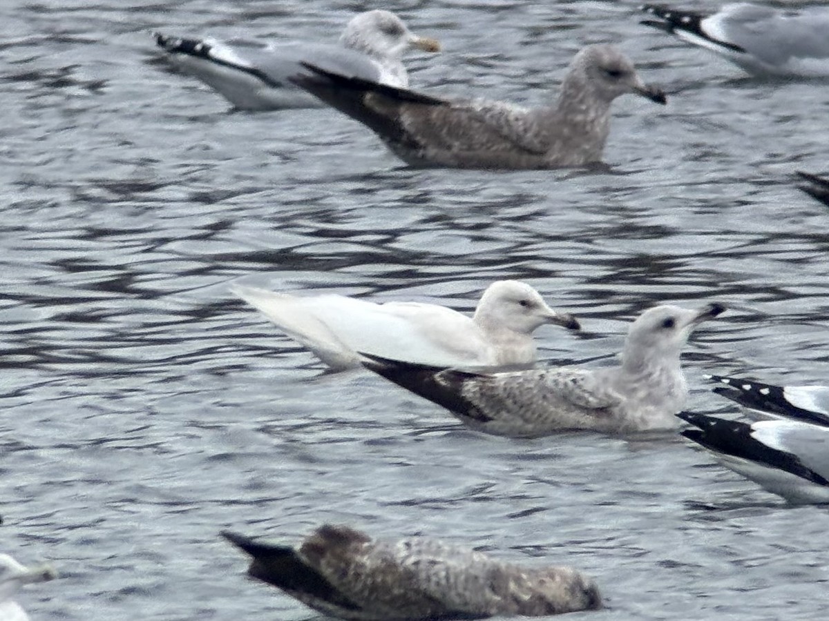 Мартиновий sp. - ML649362584