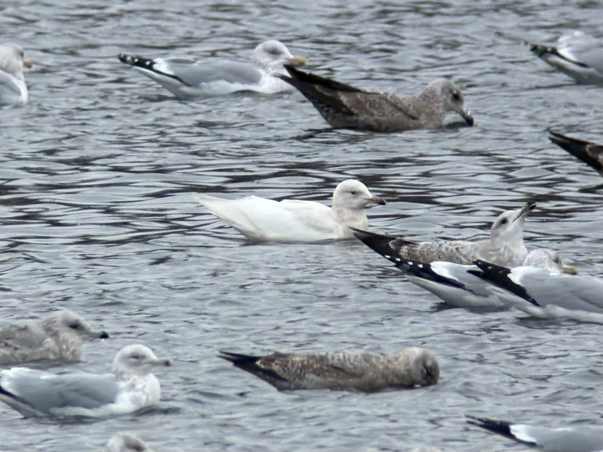 Мартиновий sp. - ML649362585