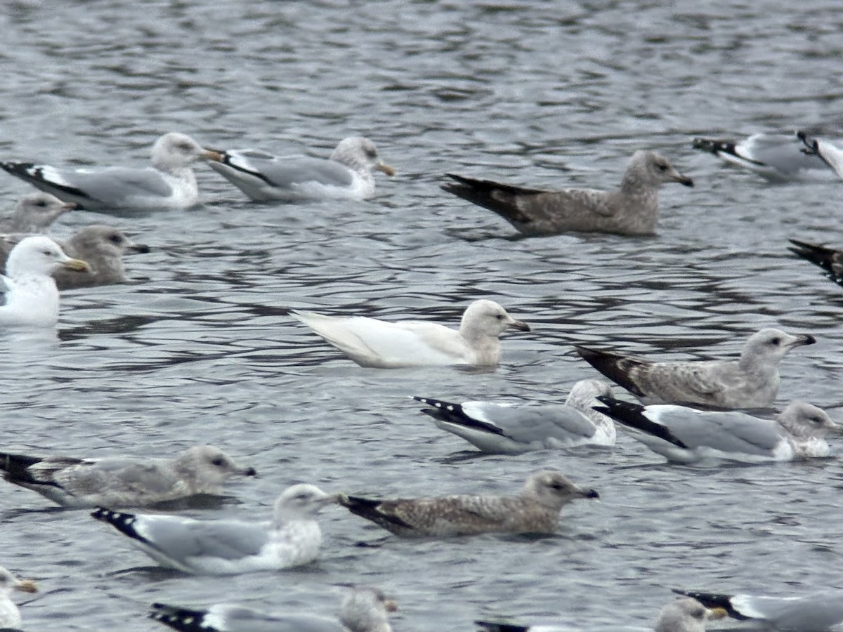 Мартиновий sp. - ML649362586