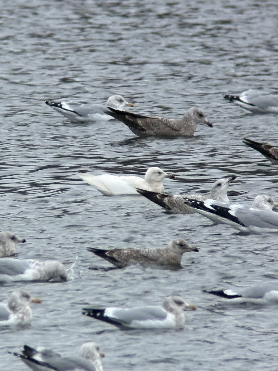 Мартиновий sp. - ML649362587