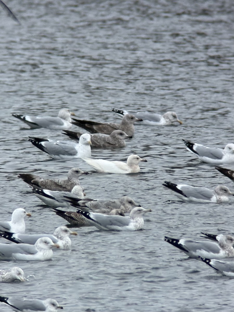 Мартиновий sp. - ML649362588