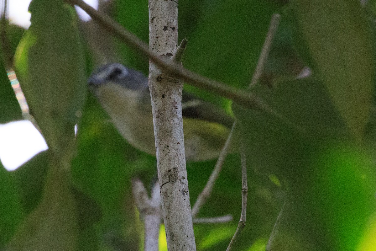 Graukopfvireo - ML649362812