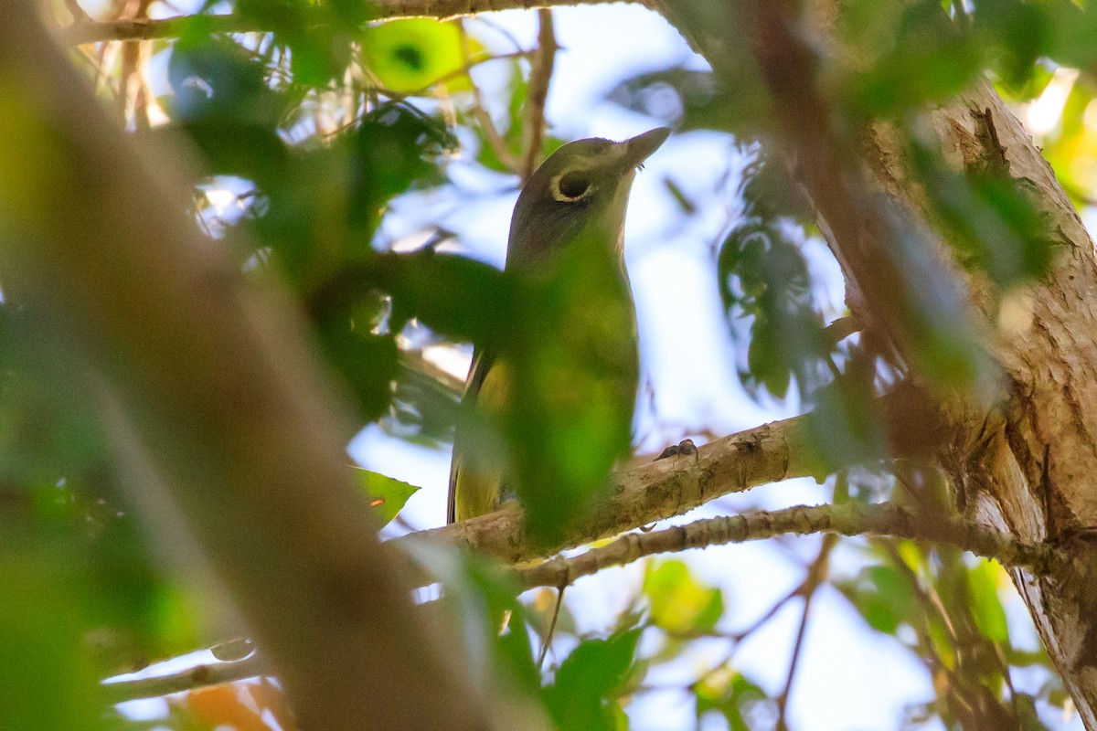 Graukopfvireo - ML649362813