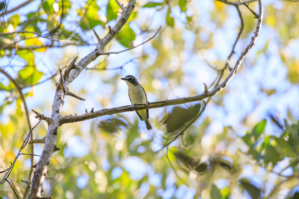 Graukopfvireo - ML649362814