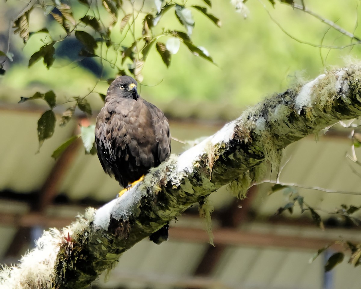 ハネビロノスリ - ML649363182