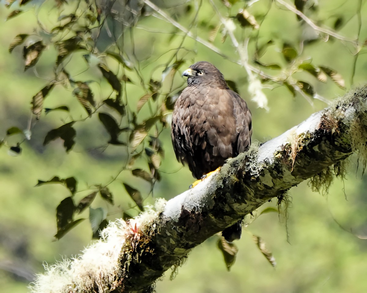 ハネビロノスリ - ML649363189