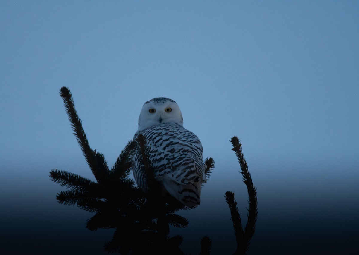 לילית שלג - ML649363218
