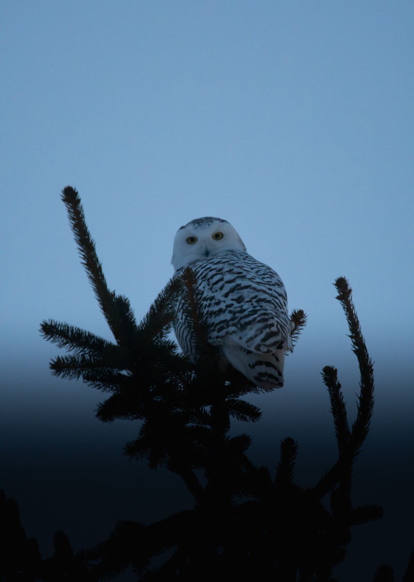 לילית שלג - ML649363219