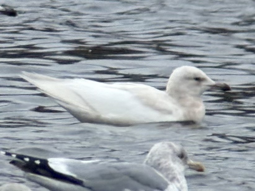 Мартиновий sp. - ML649363278