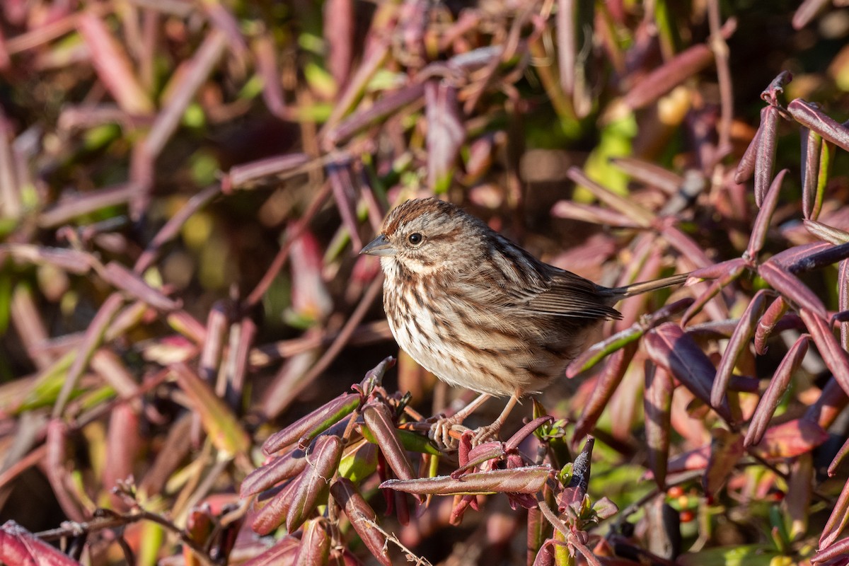 Пасовка співоча - ML649363281