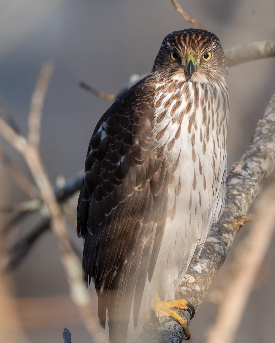 Яструб чорноголовий - ML649363283