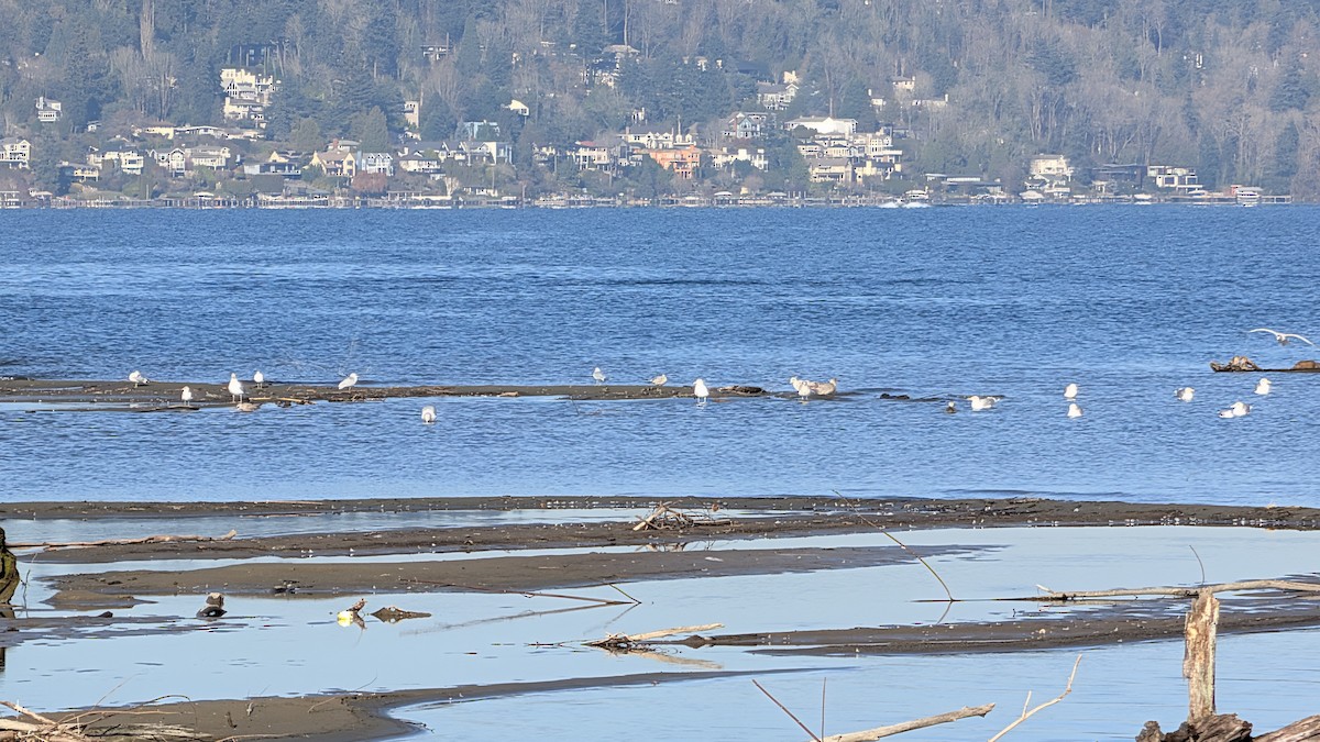 カモメ亜科 - ML649363495