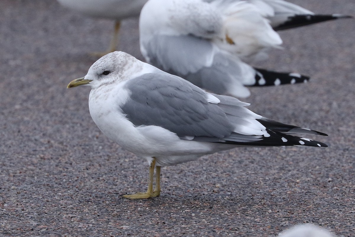Short-billed Gull - ML649363649