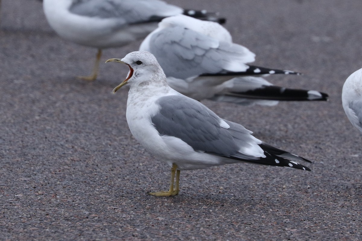 Short-billed Gull - ML649363652